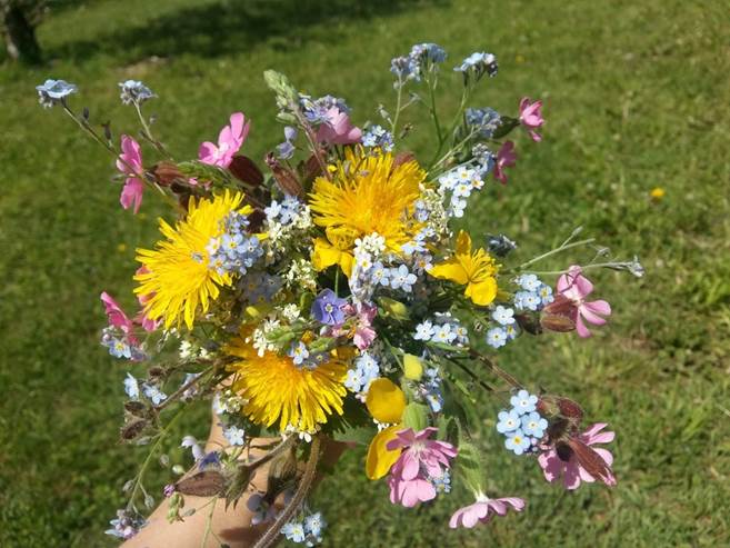 Ein Bild, das Blume, Gras, Pflanze, Tisch enthält.
Automatisch generierte Beschreibung